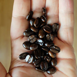 Nuestra revisión de Grizzly Blend de Montana Coffee Traders