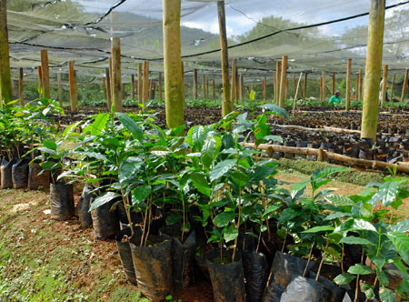 Acompañando al café desde la plántula hasta la cosecha en las Montañas Azules de Jamaica.