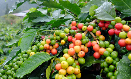 Acompañando al café desde la plántula hasta la cosecha en las Montañas Azules de Jamaica.