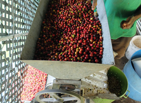 Procesamiento del café en Jamaica, desde la cereza del café hasta el grano verde.