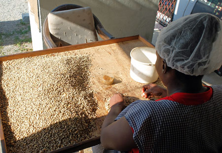 Procesamiento del café en Jamaica, desde la cereza del café hasta el grano verde.