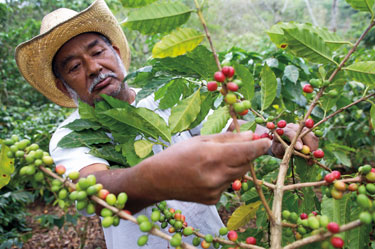Apoyar a los pequeños productores de café