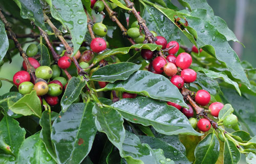 Aprenda de primera mano sobre Blue Mountain Coffee en Jamaica