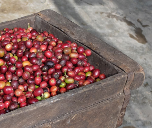 Granos de café orgánico: una elección de enorme impacto.