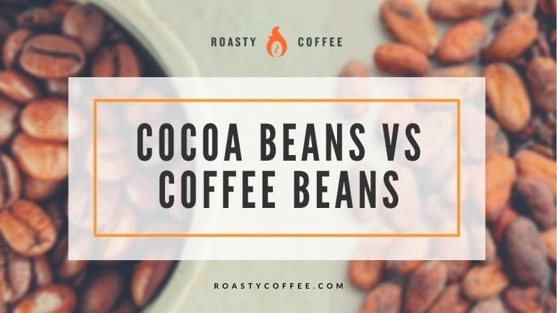 Granos de cacao versus granos de café: más allá de la apariencia